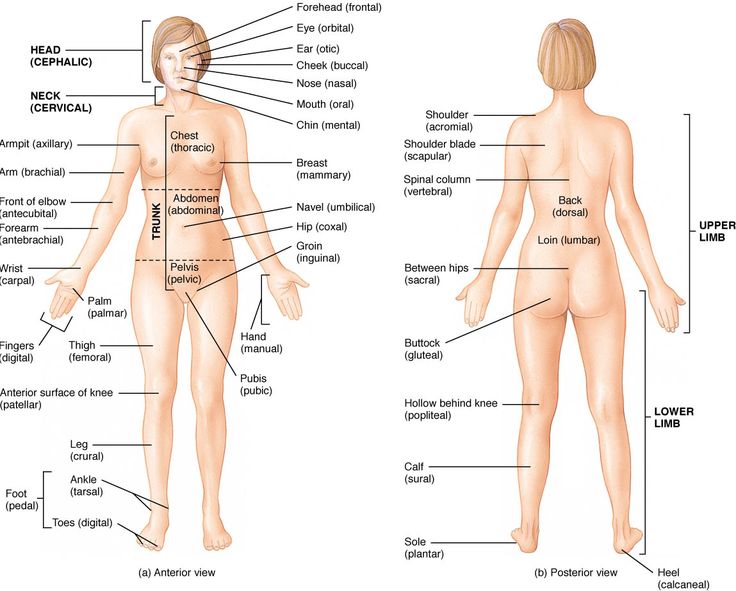 Detail Gambar Gambar Bagian Tubuh Nomer 25