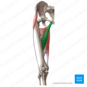 Musculus Adductor Brevis - KibrisPDR