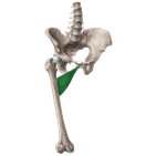 Detail Musculus Adductor Brevis Nomer 2