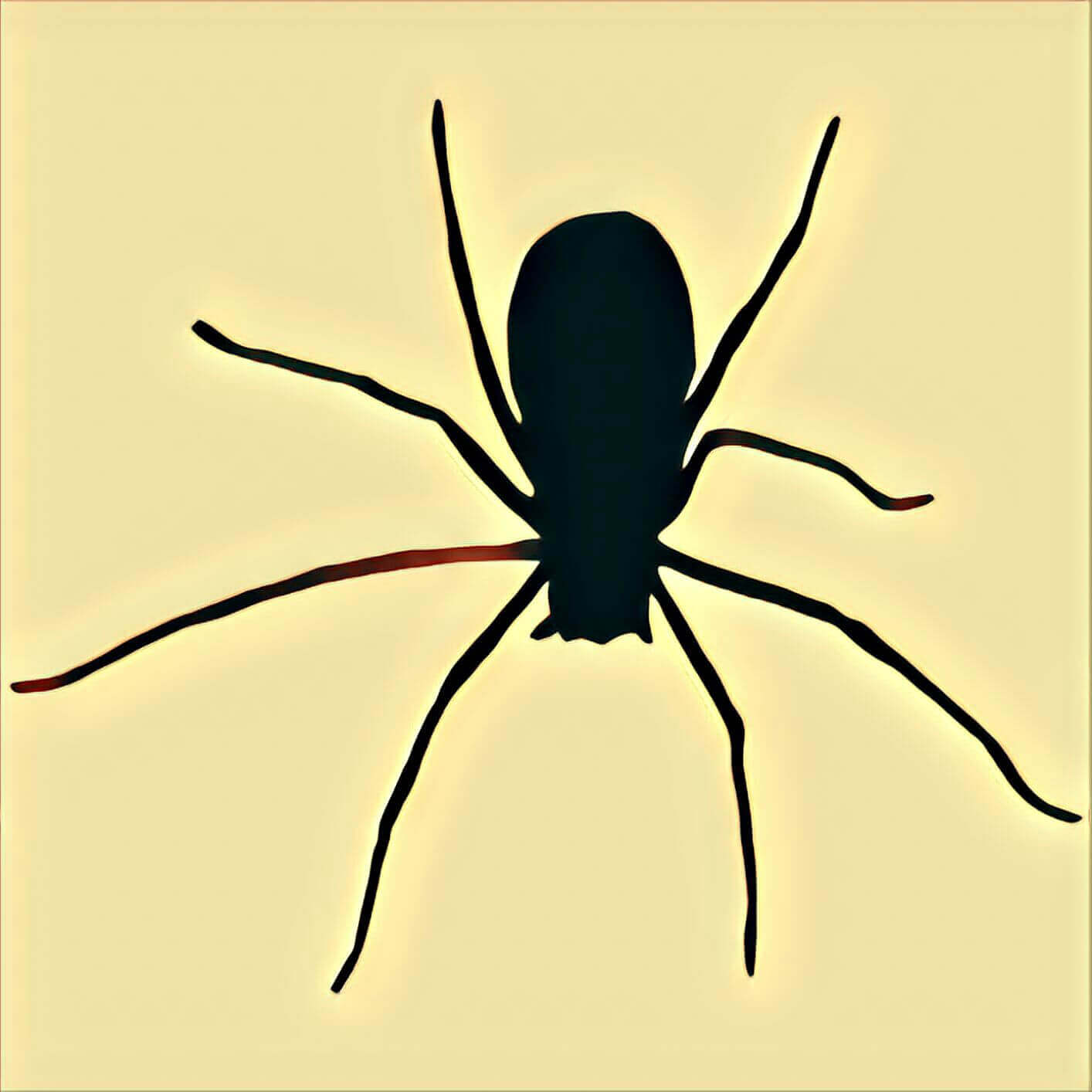 Detail Spinne Rote Beine Nomer 16