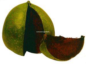 Detail Ananas Guave Aus Samen Ziehen Nomer 4