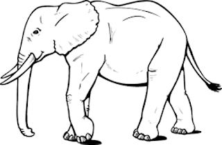 Detail Gambar Gambar Binatang Gajah Nomer 25