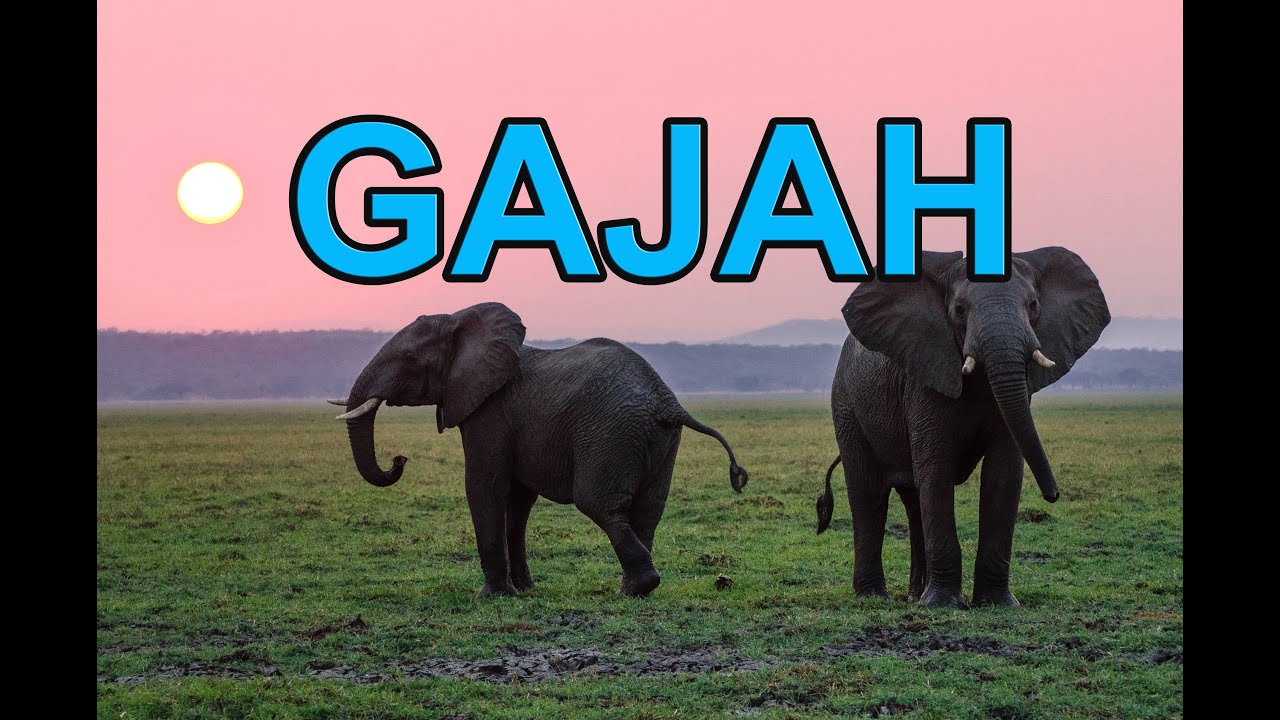 Detail Gambar Gambar Binatang Gajah Nomer 40