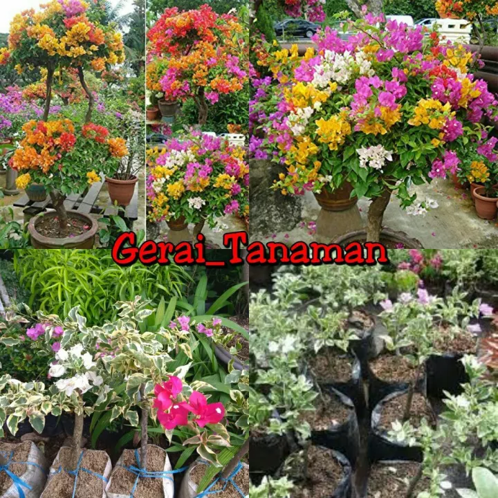 Detail Gambar Gambar Bunga Bugenvil Nomer 21