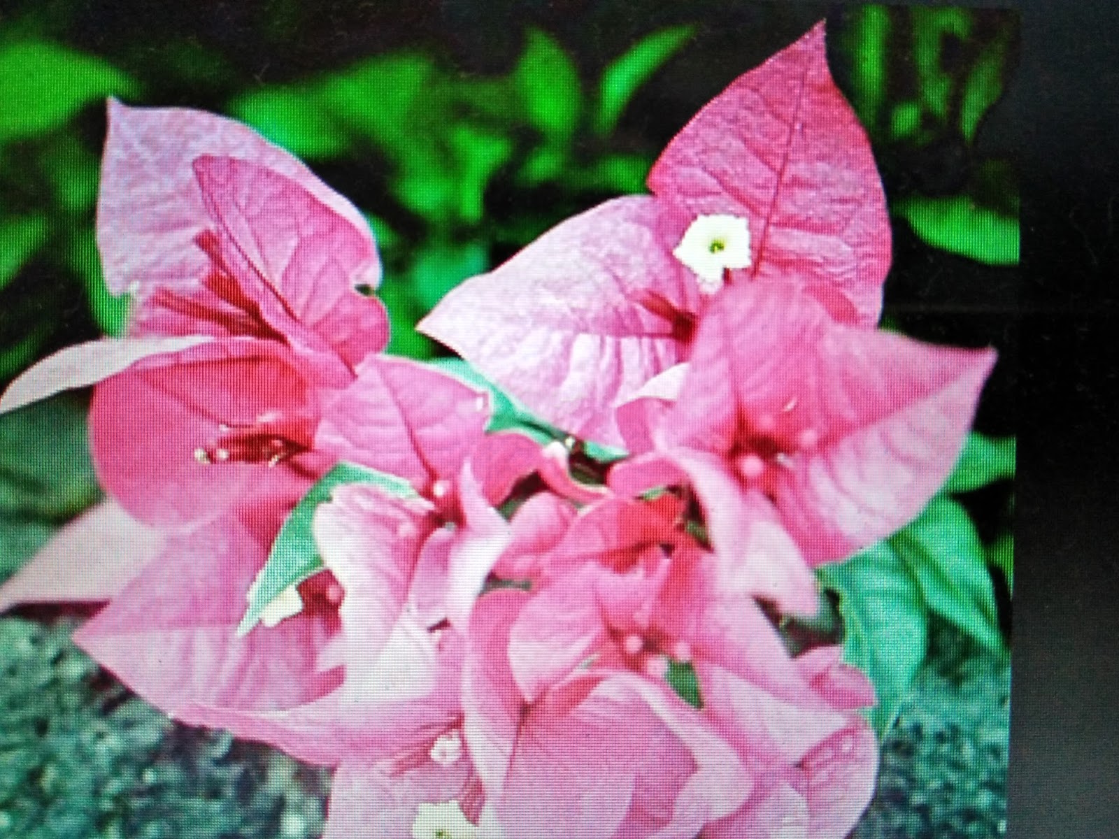 Detail Gambar Gambar Bunga Di Kertas Nomer 15