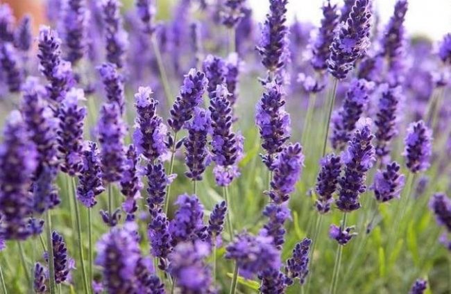 Detail Gambar Gambar Bunga Lavender Nomer 21