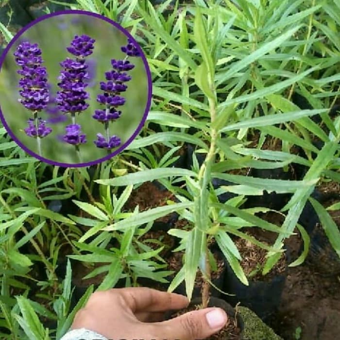 Detail Gambar Gambar Bunga Lavender Nomer 28