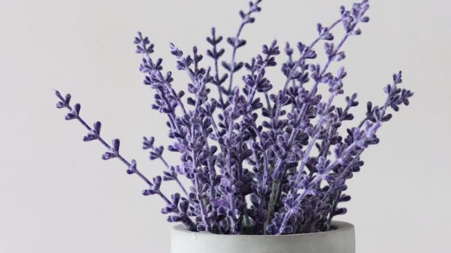 Detail Gambar Gambar Bunga Lavender Nomer 29