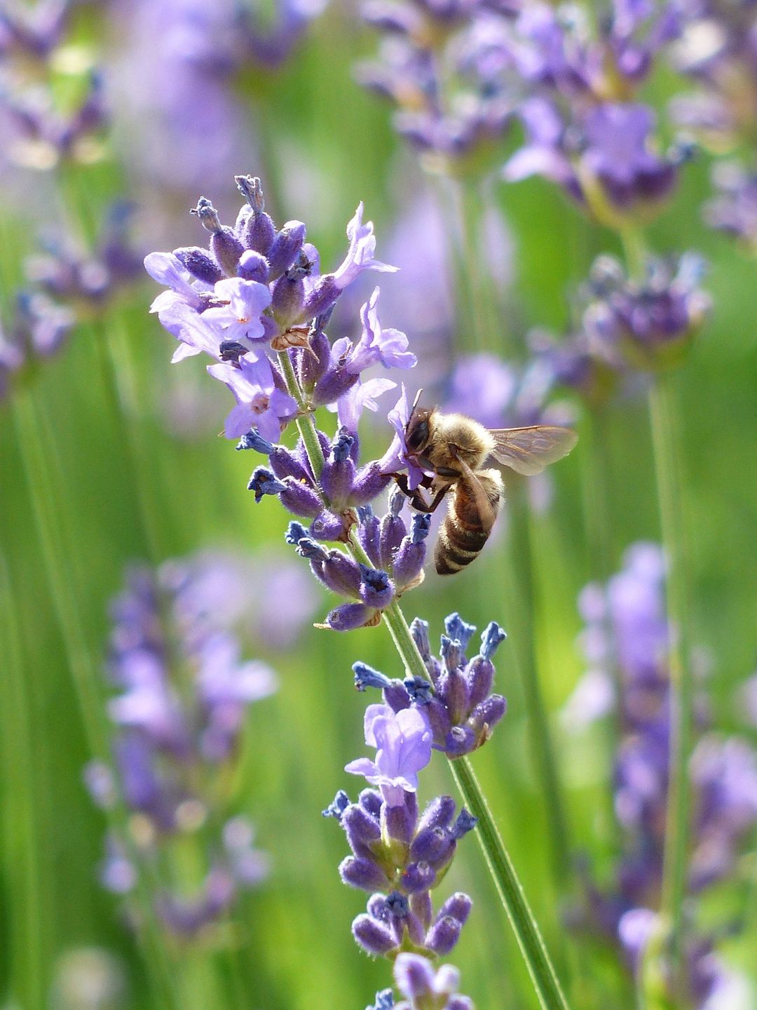 Detail Gambar Gambar Bunga Lavender Nomer 32