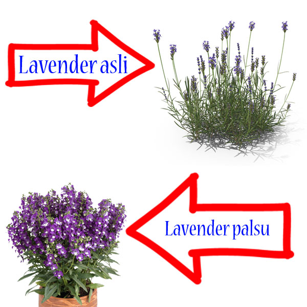 Detail Gambar Gambar Bunga Lavender Nomer 38