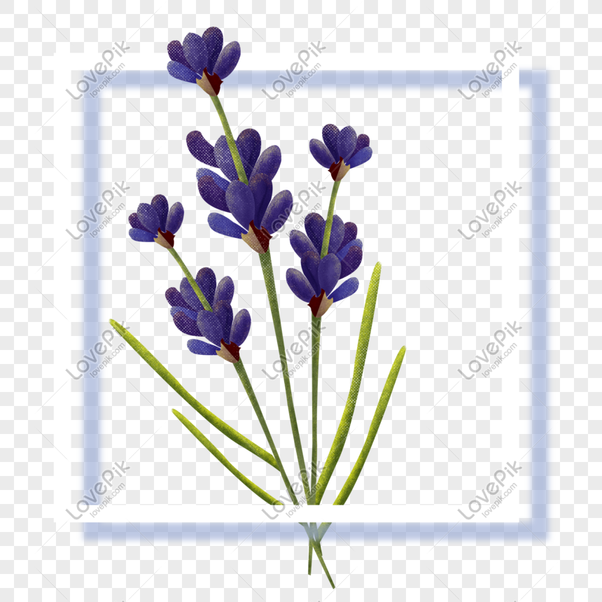 Detail Gambar Gambar Bunga Lavender Nomer 53