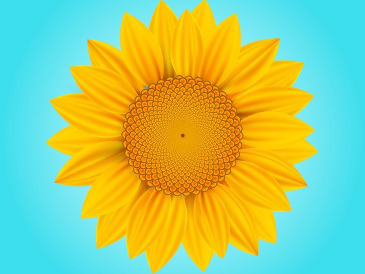 Detail Gambar Gambar Bunga Matahari Nomer 21
