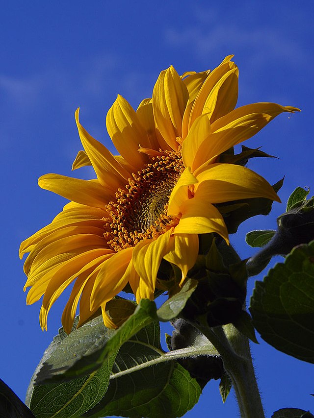 Detail Gambar Gambar Bunga Matahari Nomer 4