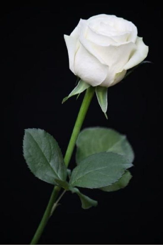 Detail Gambar Gambar Bunga Mawar Yang Cantik Nomer 5