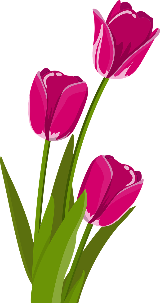 Detail Gambar Gambar Bunga Tulip Nomer 2