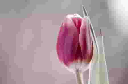 Detail Gambar Gambar Bunga Tulip Nomer 44