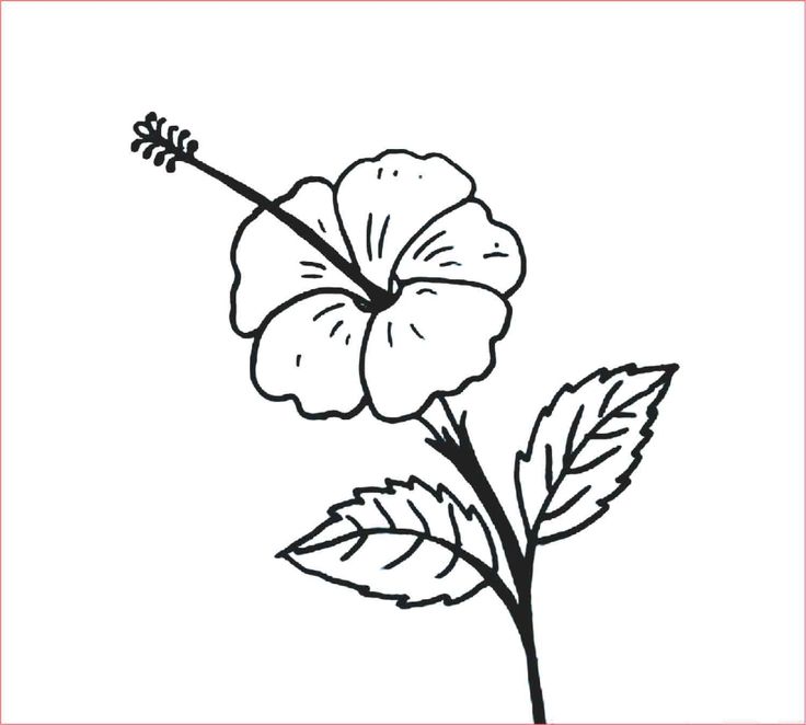 Detail Gambar Gambar Bunga Yang Gampang Nomer 24