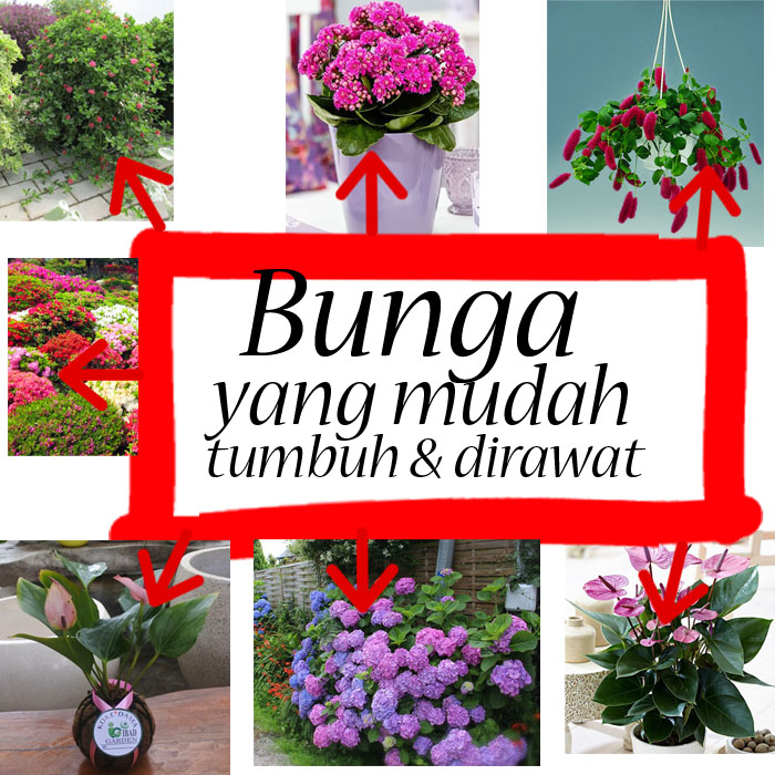 Detail Gambar Gambar Bunga Yang Gampang Nomer 51