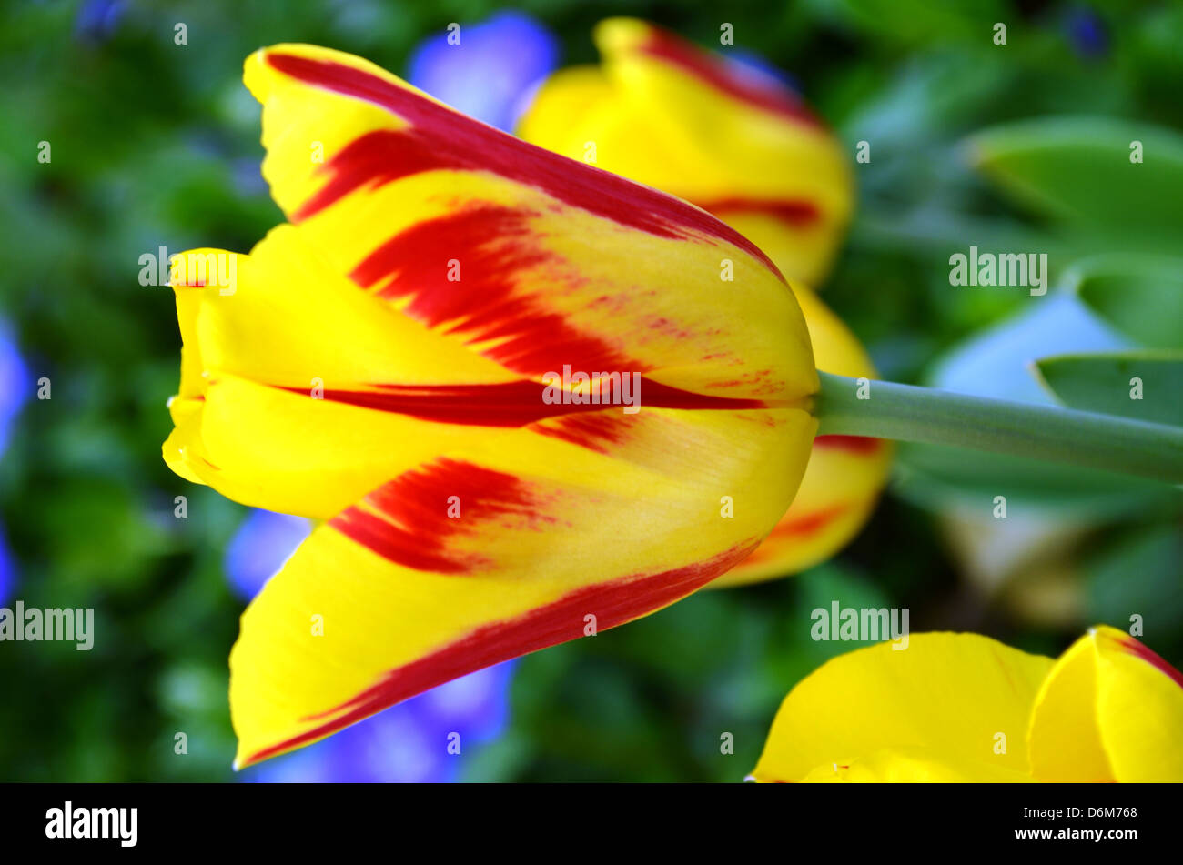 Detail Gambar Gambar Bunga Yang Indah Nomer 36