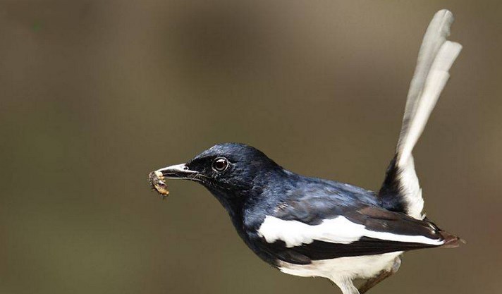 Detail Gambar Gambar Burung Kacer Nomer 31