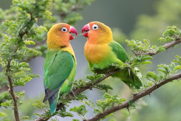 Gambar Gambar Burung Lovebird - KibrisPDR