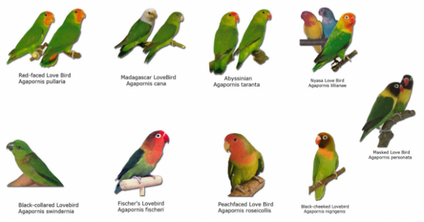 Detail Gambar Gambar Burung Lovebird Nomer 13