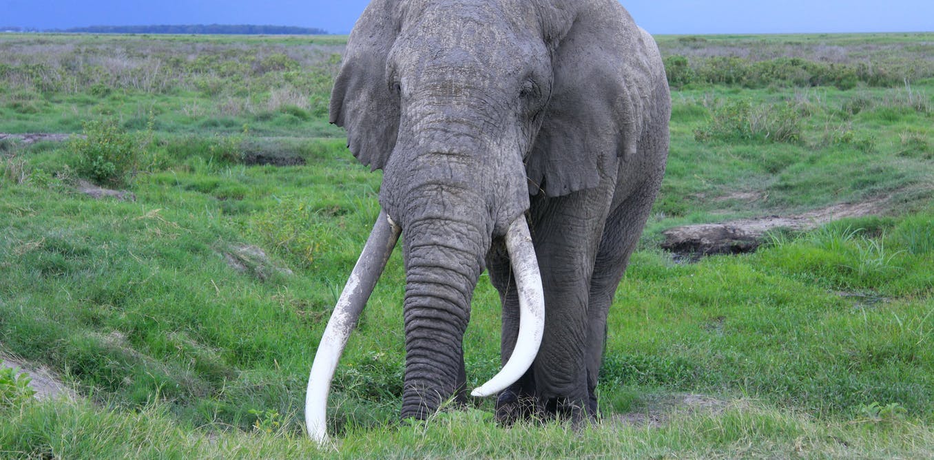 Gambar Gambar Gajah - KibrisPDR