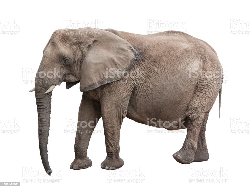 Detail Gambar Gambar Gajah Nomer 43