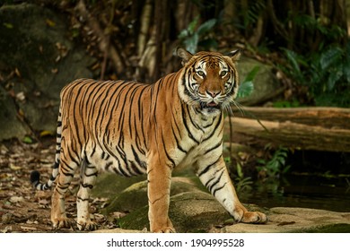 Gambar Gambar Harimau - KibrisPDR