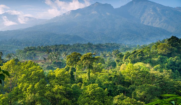 Gambar Gambar Hutanhujan Tropismusim Bakau Dan Sabana - KibrisPDR