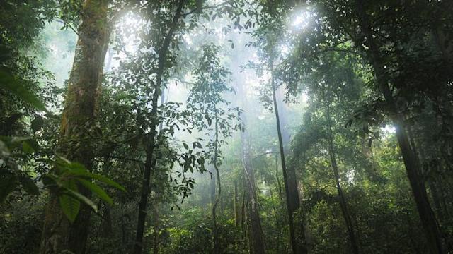 Detail Gambar Gambar Hutanhujan Tropismusim Bakau Dan Sabana Nomer 25