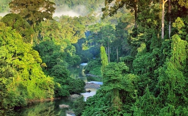 Detail Gambar Gambar Hutanhujan Tropismusim Bakau Dan Sabana Nomer 26