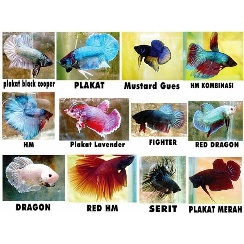 Detail Gambar Gambar Ikan Cupang Nomer 31