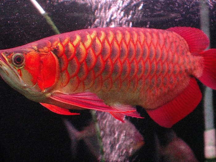 Gambar Gambar Ikan Ikan - KibrisPDR