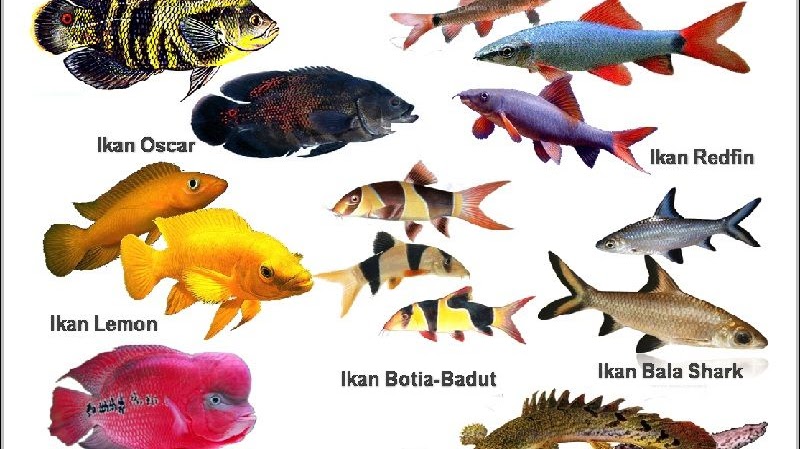 Detail Gambar Gambar Ikan Ikan Nomer 18