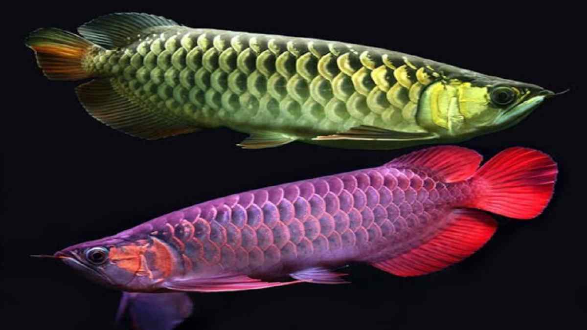 Detail Gambar Gambar Ikan Ikan Nomer 26