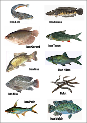 Detail Gambar Gambar Ikan Ikan Nomer 34