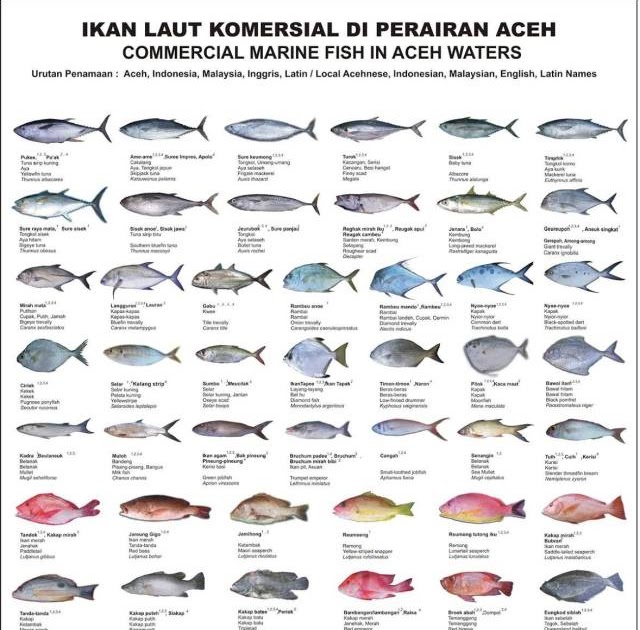 Detail Gambar Gambar Ikan Ikan Nomer 8