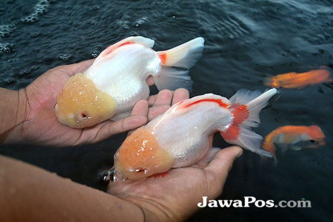 Detail Gambar Gambar Ikan Koki Nomer 38