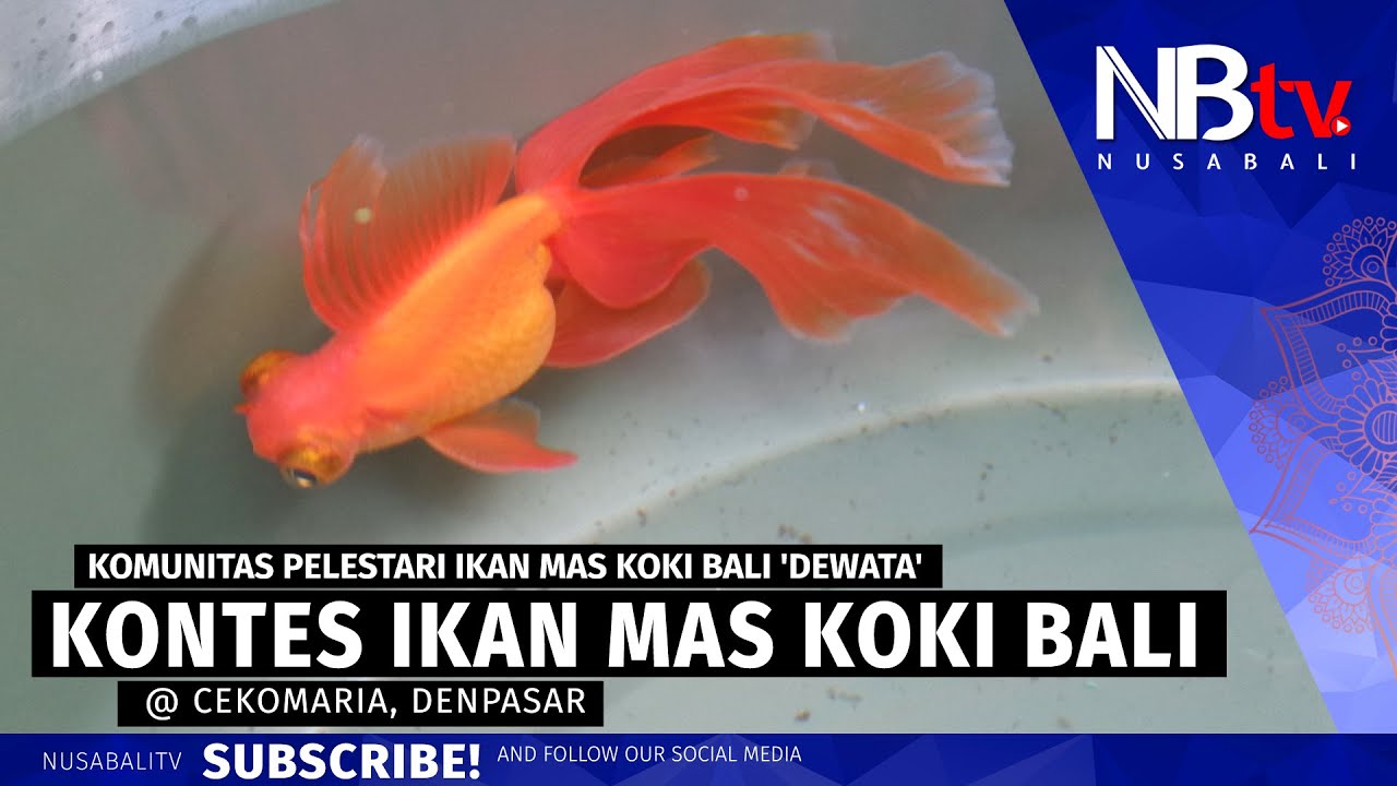 Detail Gambar Gambar Ikan Koki Nomer 49