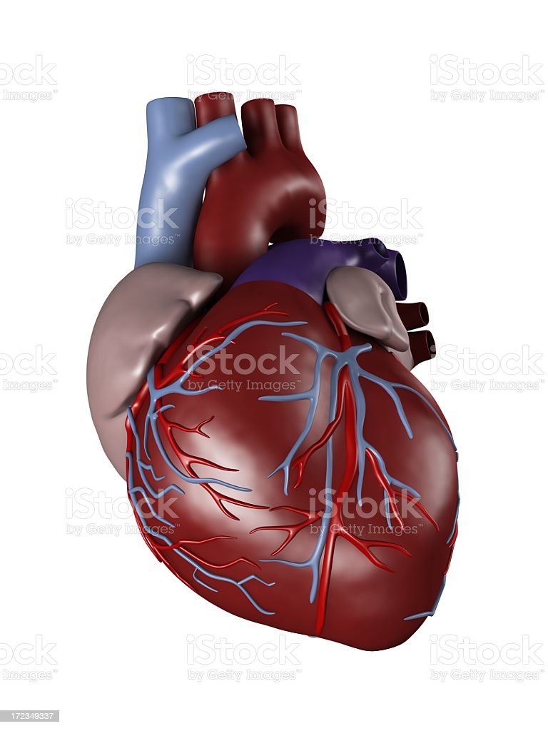 Detail Gambar Gambar Jantung Nomer 14