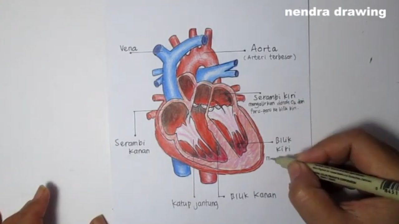 Detail Gambar Gambar Jantung Nomer 23