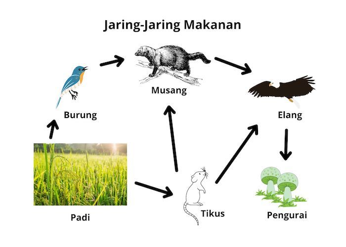 Detail Gambar Gambar Jaring Jaring Makanan Nomer 20