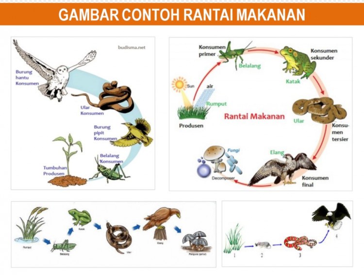 Detail Gambar Gambar Jaring Jaring Makanan Nomer 43