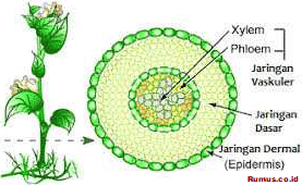 Detail Gambar Gambar Jaringan Nomer 10