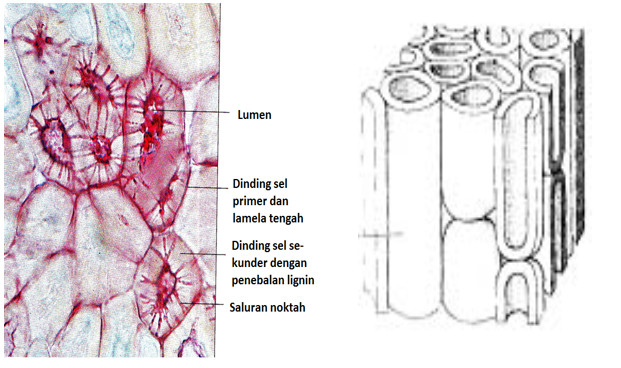 Detail Gambar Gambar Jaringan Nomer 29