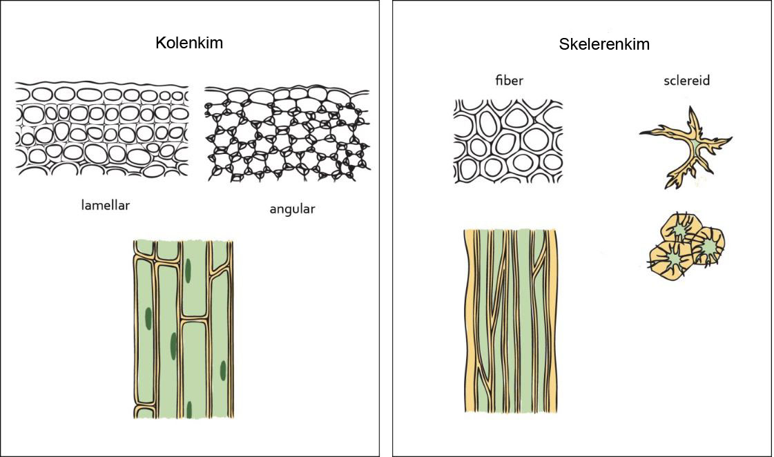 Detail Gambar Gambar Jaringan Nomer 39