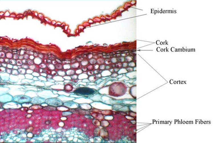 Detail Gambar Gambar Jaringan Nomer 41