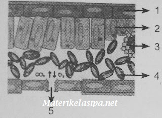 Detail Gambar Gambar Jaringan Nomer 42