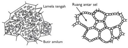 Detail Gambar Gambar Jaringan Nomer 45